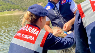 Samsun'da ağa takılan balıkları jandarma kurtardı