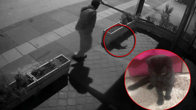 Buda oldu! Kediyi kuyruğundan yakalayıp götürdü