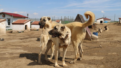 Anadolu’nun Aslanları Ortadoğu’da görev başında! Kangallar sınır tanımıyor
