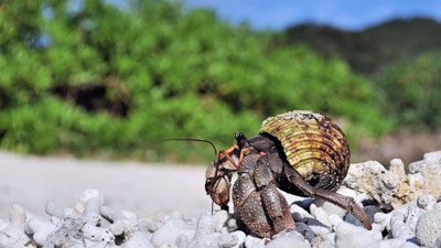 Japonya'da şoke eden kaçakçılık: Valizlerden yengeç fışkırdı