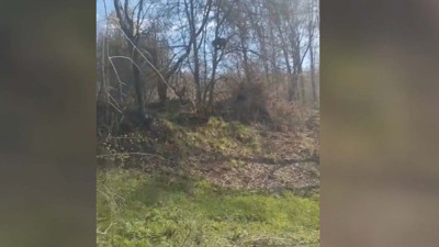 Kangal korkusu ağaca tırmandırdı! Canını zor kurtardı