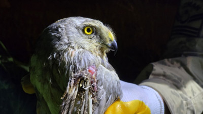 Nesli tehlike altındaki bozkır delicesi yaralı bulundu