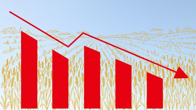 Buğday fiyatlarında serbest düşüş sürüyor