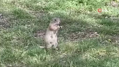Piknikte sürpriz misafirler: Gelengiler sahneye çıktı!