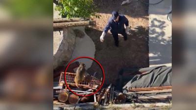 Muğla’da ilginç olay! Jandarma peşine düştü