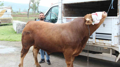 Tam 1 ton 150 kilogram ağırlığında! "Paşa" 380 bin TL’ye alıcısını bekliyor