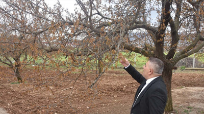 Zirai don vurdu! Malatya iflasın eşiğinde