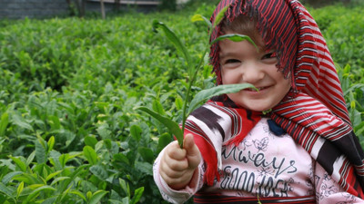 Çay fiyatları açıklandı, Rize ikiye bölündü