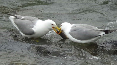 Suların gizli kavgası! Martılar paylaşmakta anlaşmadılar