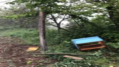 Acıkan ayı arı kovanlarını parçaladı