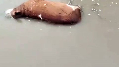 Sel sularına kapılan büyükbaş hayvan telef oldu