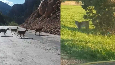 Gümüşhane’de nadir anlar: İkisi de yiyecek arayışında