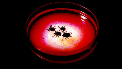 Yaz geldi, keneler ölüm saçmaya başladı!