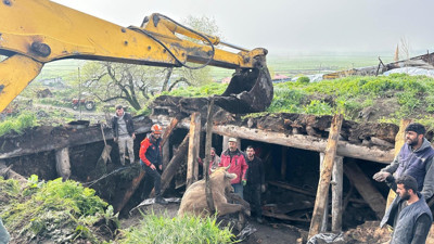 Göle’de ahır çöktü: 19 inekten 3’ü öldü!