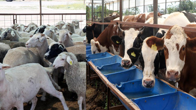 Kurban Bayramı’na hazırlık: Fiyatlar belli oldu