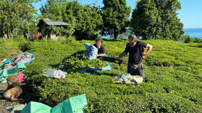 Doğu Karadeniz'de 2025 yaş çay sezonu açıldı