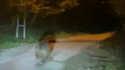 Ulus'ta şaşırtan anlar! Bozayı yola indi: Kameraya böyle yakalandı