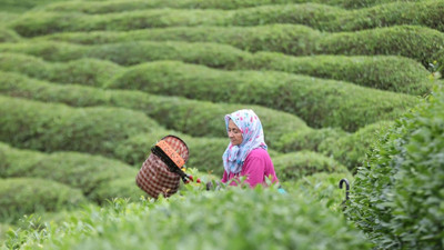 Çaykur'da 2025 yaş çay kampanyası açıldı!