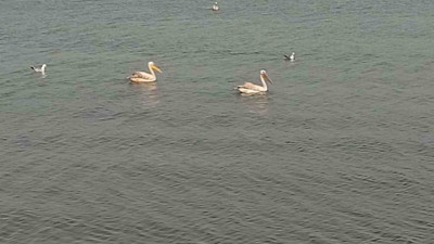 Pelikanlar İznik Gölü'nü renklendirdi