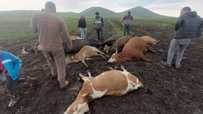 Gökyüzünden sessizce geldi 6 kurbanlık telef oldu! Kurban Bayramı'nda satacaktı...