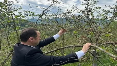 Ordu milletvekilinden fındık hasarıyla ilgili yerinde inceleme