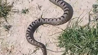 Apartman bahçesinde yılan paniği!