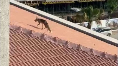 5 katlı binanın tepesinde tilki sürprizi: İtfaiye ve işçiler peşine düştü!