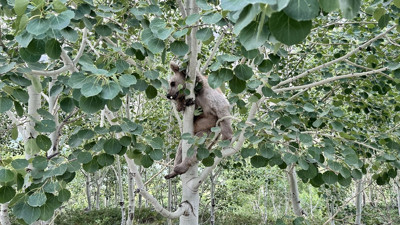 Nemrut’un maskot ayıları kış uykusundan uyandı