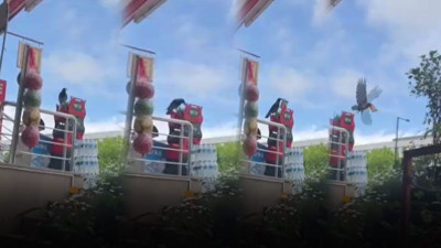Marketten cips çalan karga suçüstü yakalandı! Etrafı kolaçan etti paketi alıp kaçtı