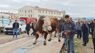 Aşkale’de kurban pazarı açıldı: Fiyatlar cep yakıyor! 350 bin TL’ye büyükbaş!