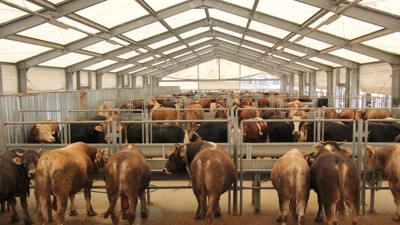 İBB Kurban Bayramı için 4 modern tesiste hizmet verecek