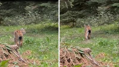Nesli tükenme tehlikesi altındaydı... Bolu’da görüntülendi