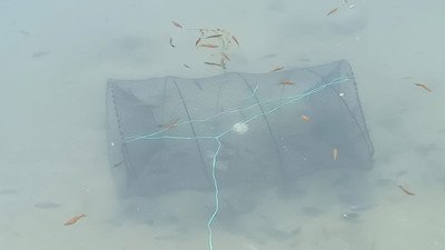 Bizans kalıntılarında süs balığı operasyonu