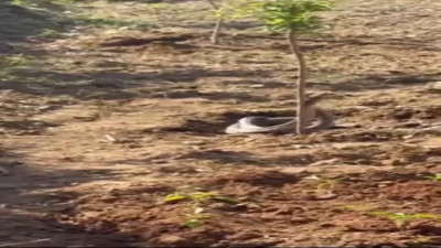 Yılanların dansı kamerada!