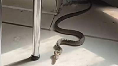 Evde yılan gören kedi kaçacak delik aradı