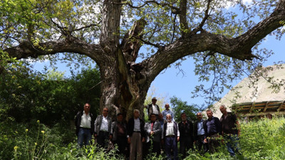 300 yıllık ceviz ağacı: Oltu’nun tarihi mirası! Hâlâ meyve veriyor!
