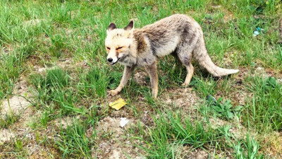 Tilki börekle beslendi