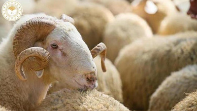 2025 kurban bağışları başladı! Gelirler şehit yakınlarına: Hisse fiyatı belli oldu