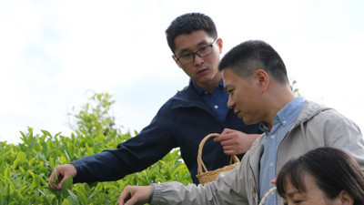 Çin'den gelen akademisyenler Rize'de çay topladı