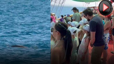 Turistlerin Akdeniz foku şaşkınlığı! Hayretler içinde izlediler