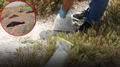 Zehirli tuzakla katliam yaptılar! Karataş'ta skandal olay