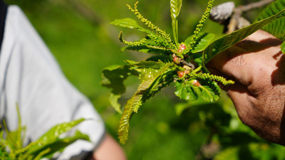 Kestane üretiminde yeni umut! Böcek silahı devreye girdi