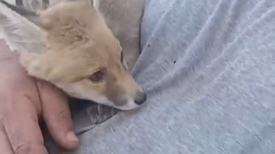 Tilkiye şefkati yürekleri ısıttı!