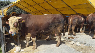 İstanbul'da kurban pazarları hareketlendi! Kurbanlık fiyatları ne durumda?