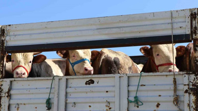 Kurban Bayramı yaklaşırken sevkiyatlara sıkı denetim getirildi