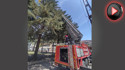 Muhabbet Kuşu için risk aldı! İtfaiye kurtardı