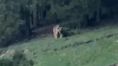 Muhtar ayıyı köpek gibi çağırdı