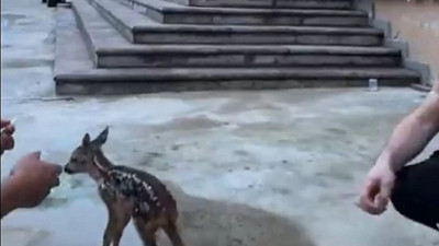 Bitkin yavru karaca, Emniyet Müdürlüğü'ne sığındı