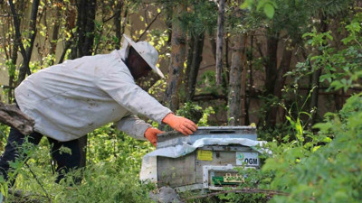 Oğul verme dönemi devam ediyor