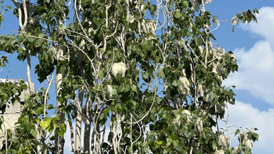 Polen yoğunluğu ile birlikte alerjik şikayetler de arttı